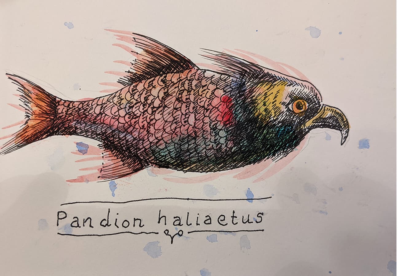 pandion haliaetus Fischadler coronadoodles